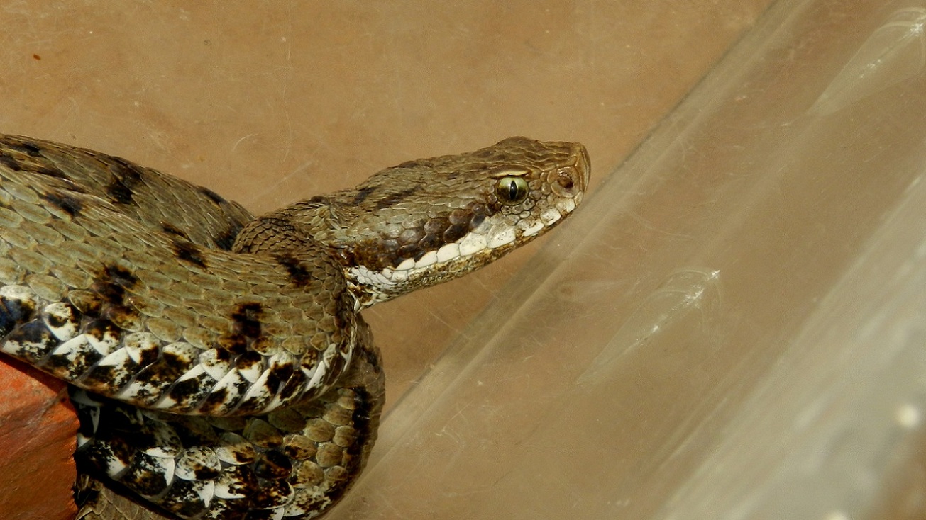 Vipera aspis - 2 esemplari femmine